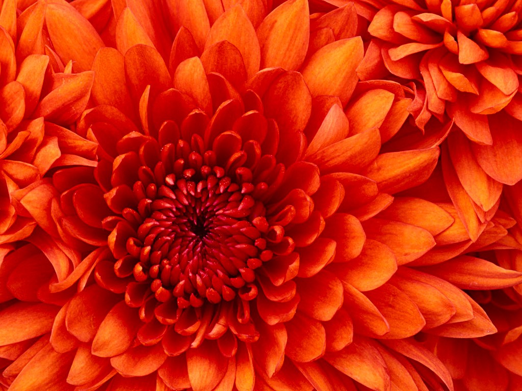 Chrysanthemum - Copy