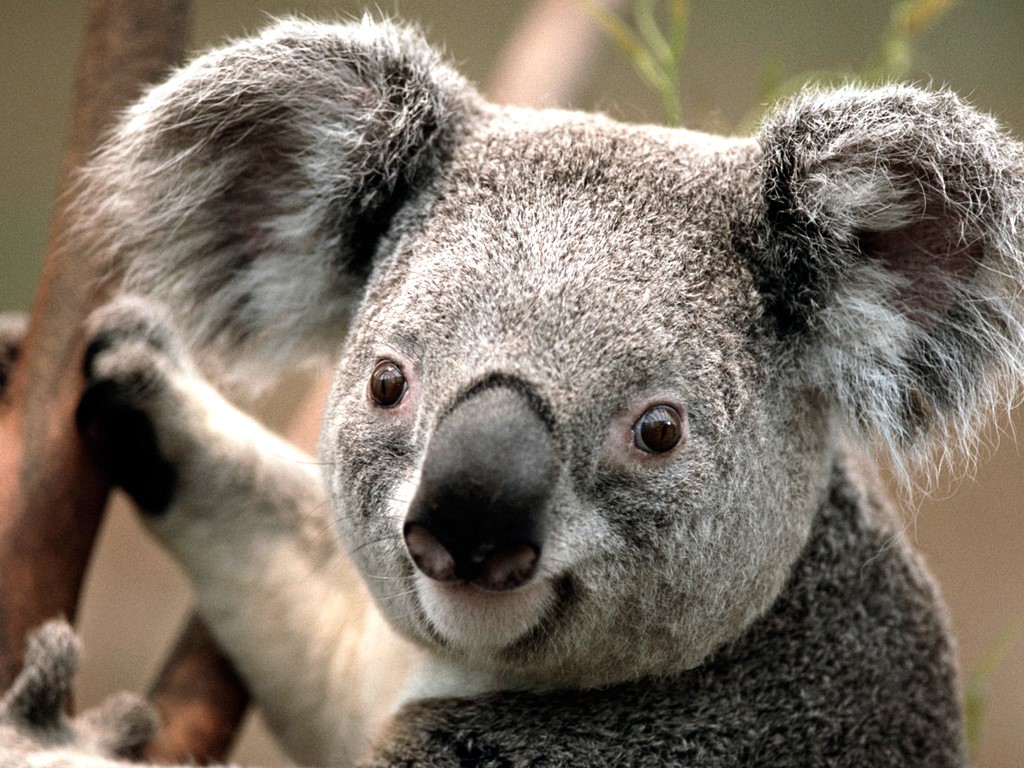 Koala - Copy - Copy (2)