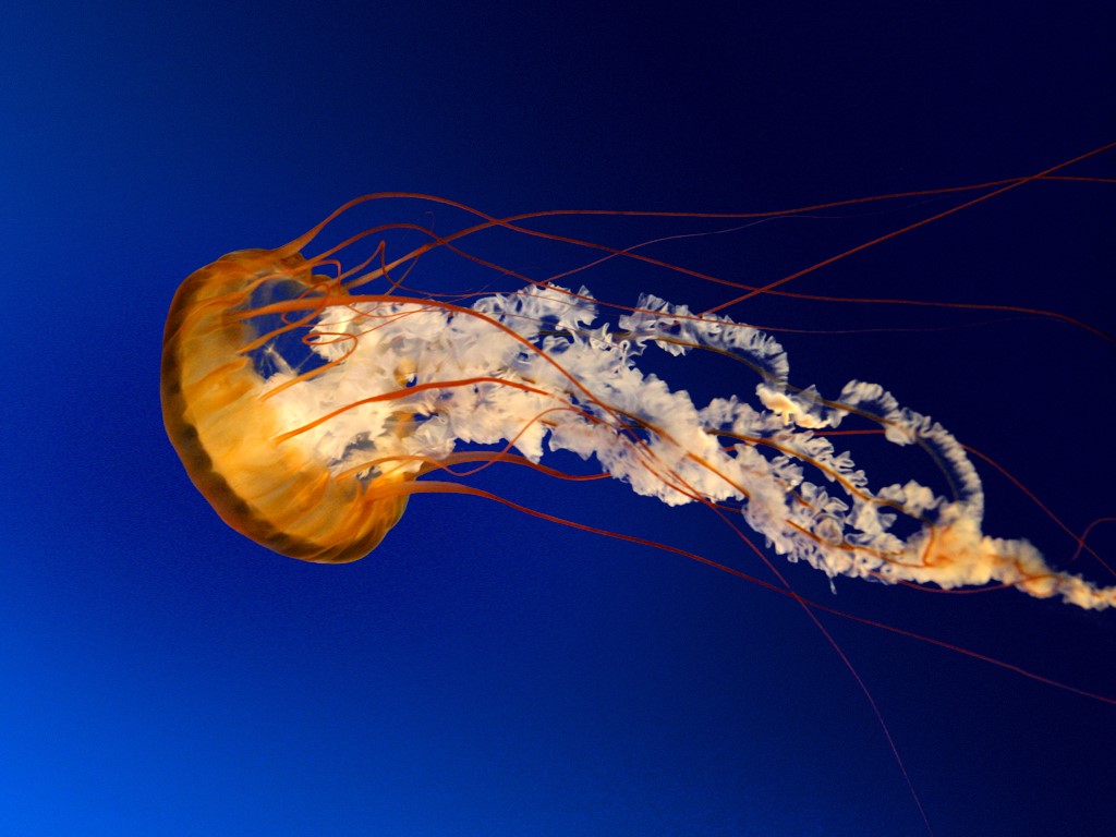 Jellyfish - Copy