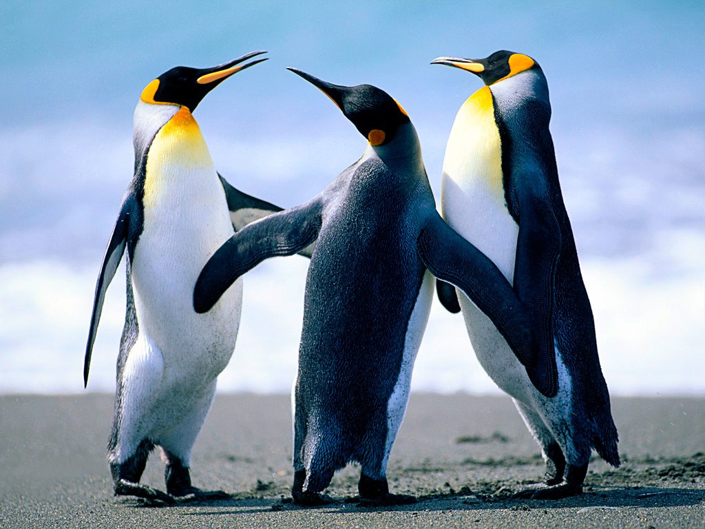 Penguins - Copy